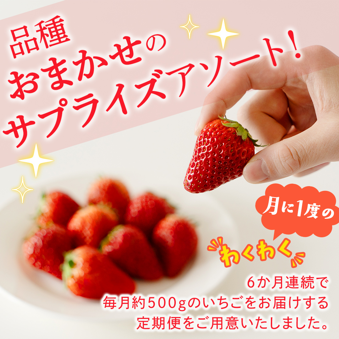 【定期便】旬ないちご品種おまかせ6ヶ月連続お届け便 （約