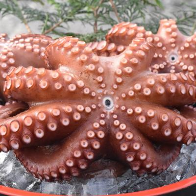 ふるさと納税 豊後高田市 船上活締め!!ゆで真ダコ丸ごと(1~4匹) |  | 01