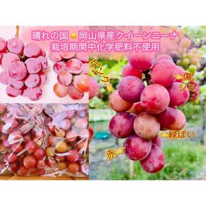 ぶどう 2026年 クイーンニーナ 秀品 粒だけ 約3kg  家庭用 ギフト 贈答用 贈り物 岡山 果物 フルーツ  採りたて発送 農家直送 数量限定 新鮮 8月上旬から発送