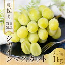 【ふるさと納税】《先行予約》 朝採り 当日発送 種なしシャインマスカット 1kg プレミアム ぶどう 大粒 果物 フルーツ ブランド 産地直送 生産者直送 農家直送 シャインマスカット 葡萄 8月 9月 愛知県 豊橋市 送料無料 10000円