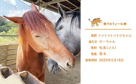 雑貨 張子の馬 トントントントロ＆グラマー 4頭