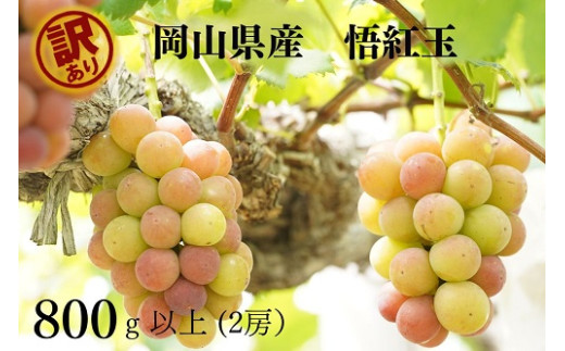 【2026年先行予約】岡山県産 【訳あり】 悟紅玉800g以上（2房）産地直送 朝採れ / ぶどう 葡萄 ブドウ 先行予約 くだもの フルーツ 真庭市【kgftmt019-02】
