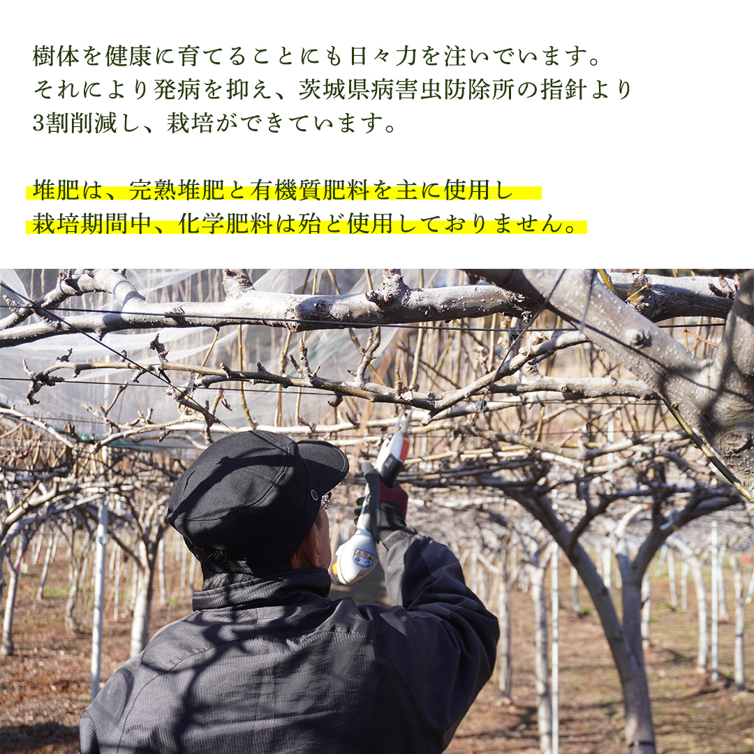 ＜農家直送＞梨 茨城県オリジナルブランド品種 恵水 大玉サイズ4～6個(約3kg)  (BB004)