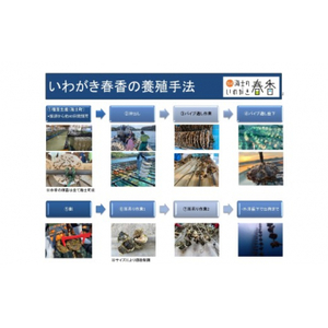 先行予約受付：【2026年 3月中旬以降順次お届け】【生のいわがきMサイズ14個】岩牡蠣 生牡蠣 牡蠣 いわがき春香 生食可 旬の時期だけ