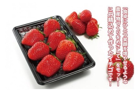 完熟いちご／果物【先行予約／数量限定】京都丹後産 完熟いちご（かおりの） 2パック（2026年3月中旬～発送）いちごパック・いちごセット・いちご詰め合わせ