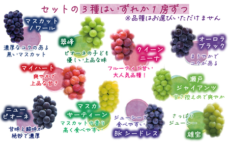 【2616-0471】岡山 花笑み農園 ブドウ『食べ比べ4種セット』シャインマスカット入り 2kg(4房) 4M-2