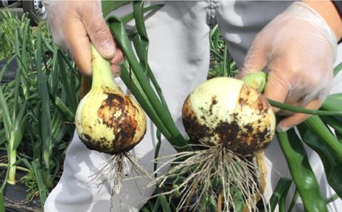 【2025年3月中旬〜発送】【柔らかくて甘い！】塩玉ねぎ（新玉ねぎ）約5kg（小玉） 南島原市 / 長崎県農産品流通合同会社 [SCB054]