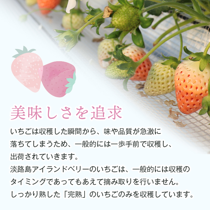 淡路島アイランドベリー　紅白いちご　淡雪/紅ほっぺ【2025