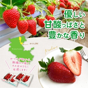 特大まりひめイチゴ 朝摘 6個～11個入×4パック【2027年1月中旬頃より発送】【先行予約】【KT4】【BH004-kiy004】