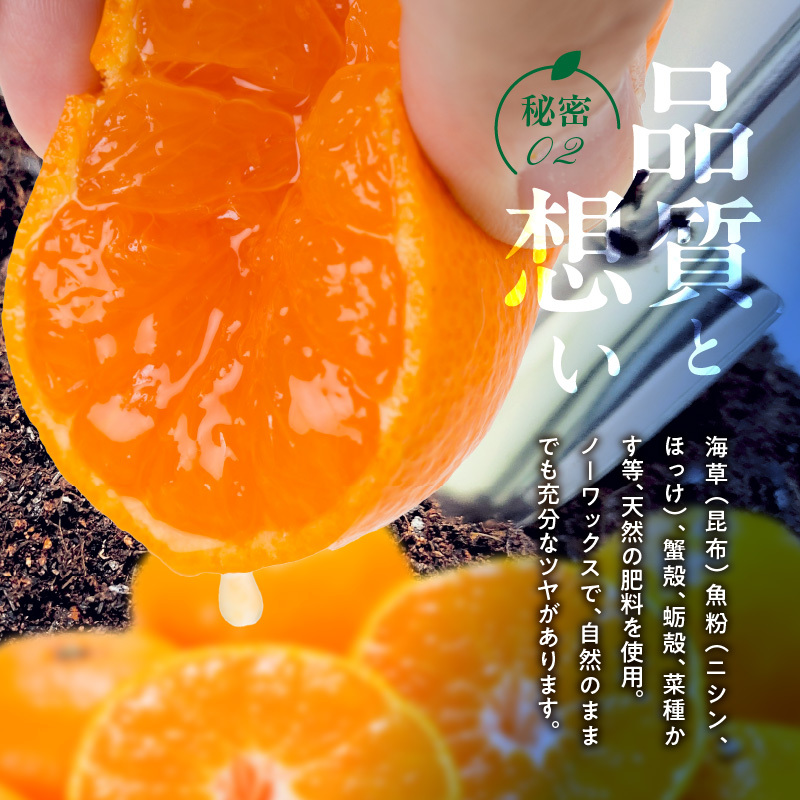 V7451_田村みかん／5kg秀品【大玉サイズ】/ 紀州和歌山有田郡湯浅町田村地区産 / 最高級プレミアムブランドの田村ミカン 
/ 紀伊国屋文左衛門本舗(お届け日指定不可)_イメージ4