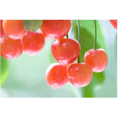 【2026年発送】　信州中野産　さくらんぼ　佐藤錦　約2.4kg(約100g×24パック)【配送不可地域：離島】【1570438】