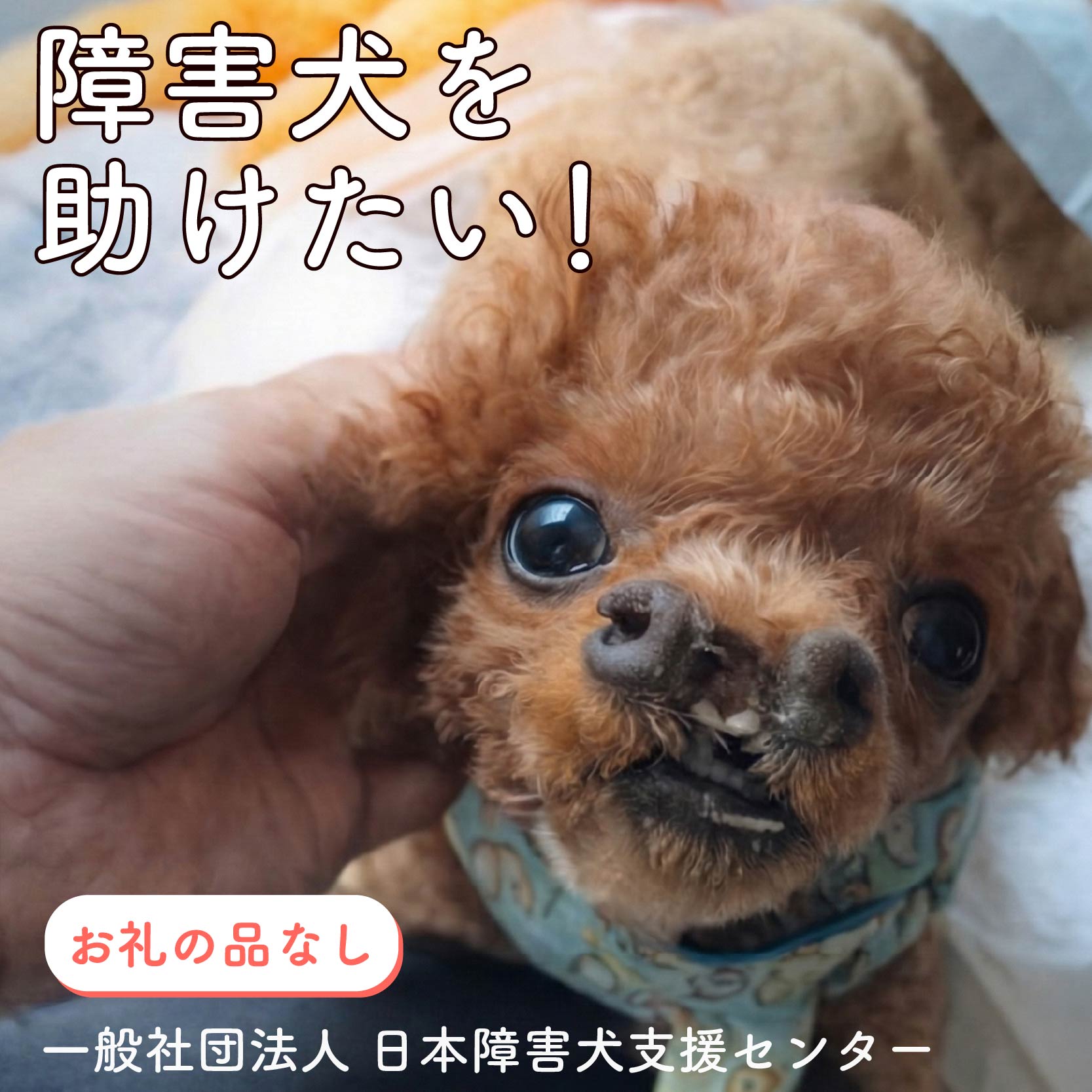 【ふるさと納税】 【返礼品なし】 【金額選べる】 障害犬 犬 いぬ 支援寄附 保護 里親 譲渡 手術 餌 ドッグフード 子犬 動物 動物愛護 静岡県 藤枝市