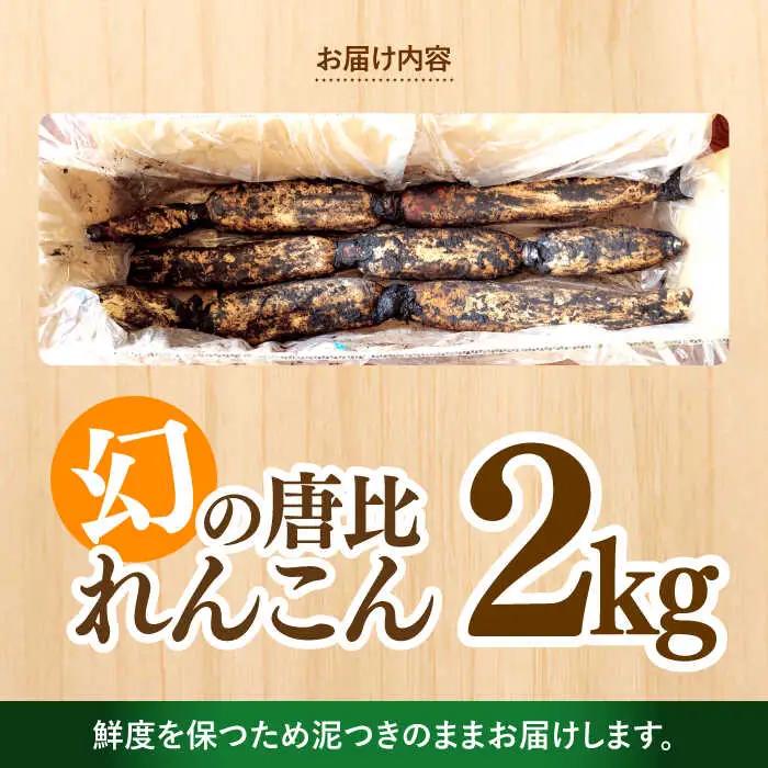 幻の唐比れんこん 2kg AHCA002 れんこん