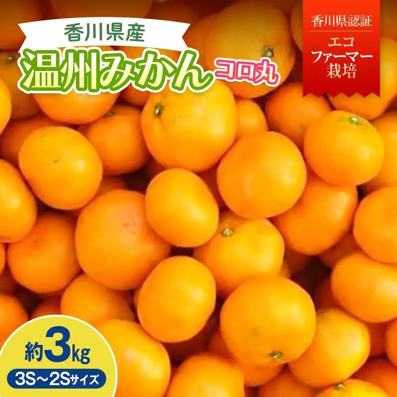 2026年秋よりお届け 瀬戸内　小みかん！コロ丸　約3kg 果物類 柑橘類 フルーツ  柑橘 みかん ミカン 蜜柑 デザート 果物 くだもの 果実 食品 FAH-0184