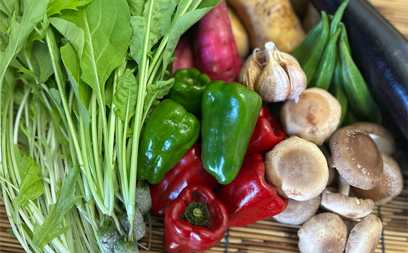 【12回定期便】こだわりの新鮮野菜セット 8~11品目 | 野菜セット 新鮮 野菜 人気 季節の野菜 おすすめ 高知県 南国市