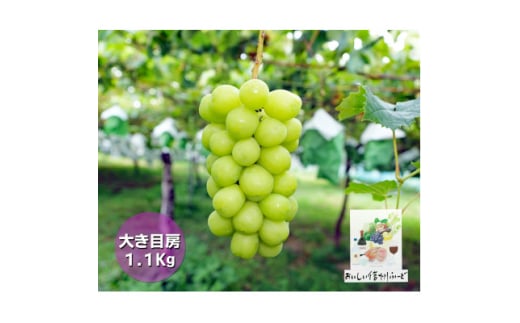 信州高山村＜新鮮朝採り＞シャインマスカット 2房1.1kg以上! 2025年9月中旬より発送予定【1625531】