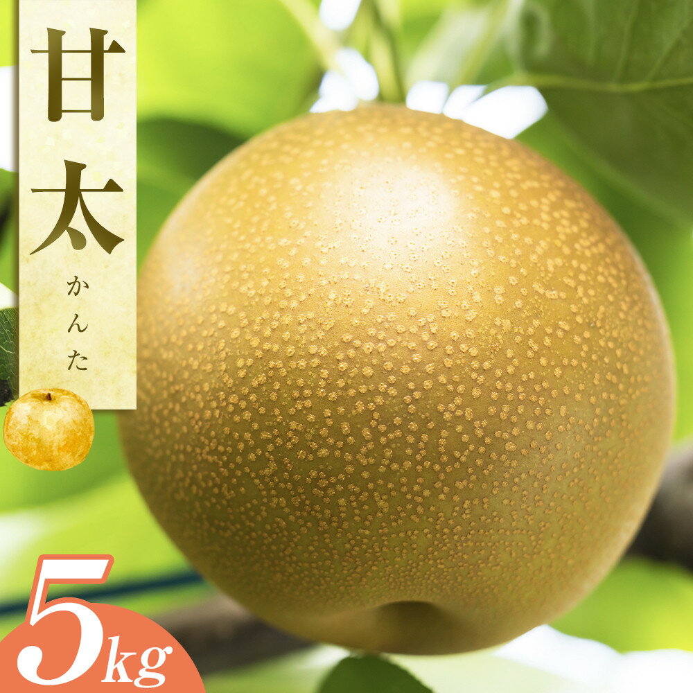 【ふるさと納税】梨 甘太（かんた）5kg（JA）※2026年9月下旬～10月上旬頃に順次発送予定 | 先行予約 フルーツ 梨 なし ナシ 甘太 かんた 糖度 秋 旬 果物 くだもの 5kg 鳥取県 北栄町 おすすめ 人気 送料無料 レビュー キャンペーン実施中