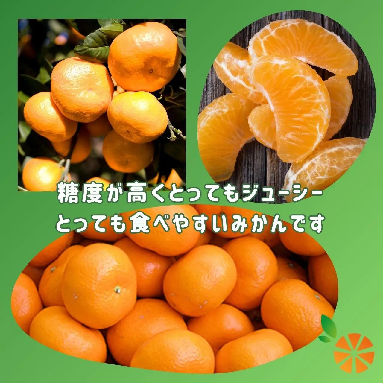 【訳あり】 青島 みかん 3kg 西浦 青島みかん 木負観光みかん園