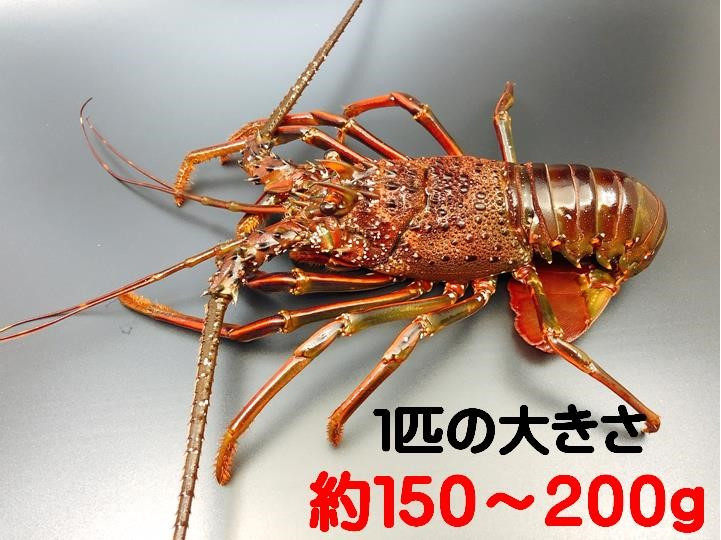 総量１．１ｋｇ（６～８匹）※１匹あたりの大きさ約１５０～２００ｇ