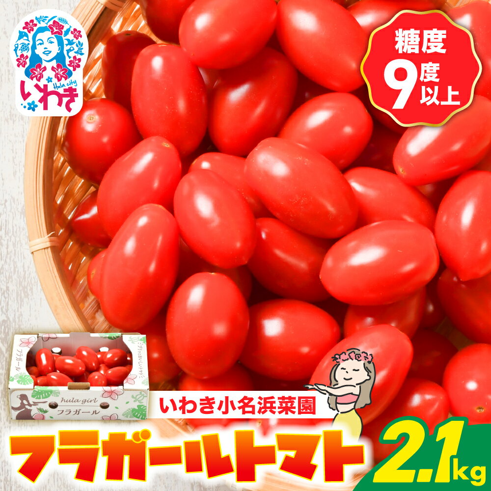 【ふるさと納税】フラガールトマト（2.1kg）トマト フラガール ｜ 野菜 健康 お土産 手土産 いわき産 福島県産 福島産 ふくしま産 いわき小名浜菜園｜IO003