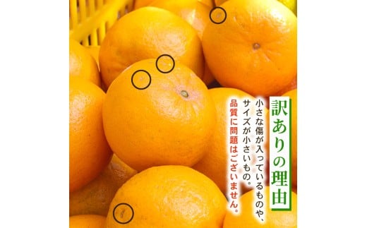 【早期予約】大人気 安和ポンカン秀品 5kg 【ヤマデ農園】 5kg秀品