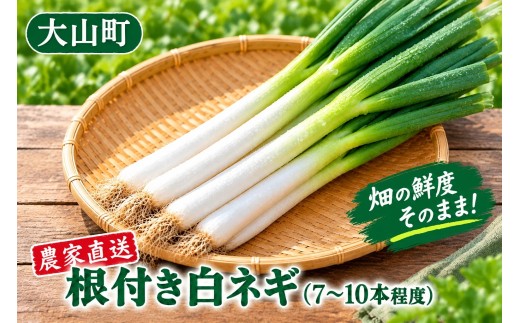 畑の鮮度そのまま!農家直送 根付き白ネギ1.5kg(7~10本程度) KN-22