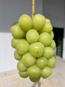 【2026年先行予約】シャインマスカット 1kg(2~3房)｜ シャインマスカット