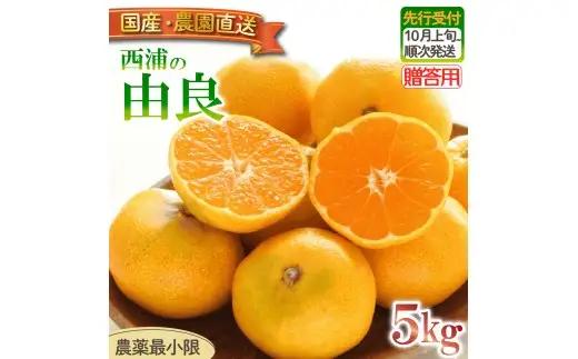 由良 みかん 5kg 【贈答用】 みかん 沼津 静岡