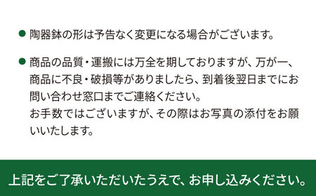 葉模様が独特で美しい『 カラテア ・ マコヤナ 』  糸島市  / cocoha [AWB023] 観葉植物 グリーン