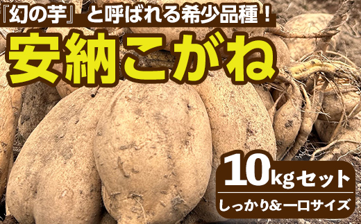 n332 ＜期間限定！＞種子島産 安納こがね(10kgセット) 国産 安納芋 黄金本場 種子島 芋 イモ いも さつまいも さつま芋 安納いも 野菜 【なかたね農産】