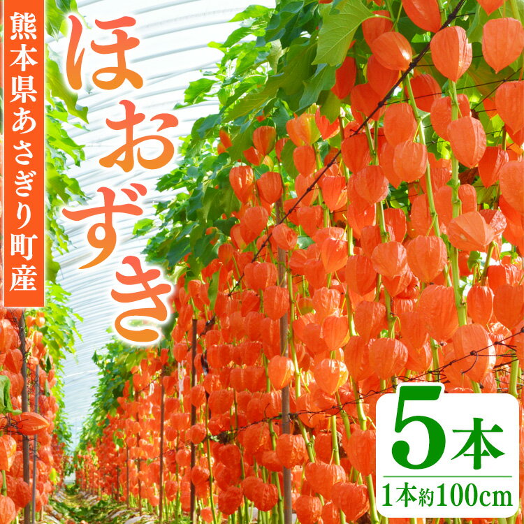【ふるさと納税】ほおずき 5本(1束) 生花 鬼灯 お盆 お供え 切り花 ホオズキ 熊本県 あさぎり町【お届け時期：入金確認後7月中旬～8月上旬】
