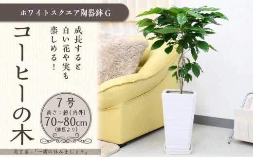 コーヒーの木 7号 ホワイトスクエア陶器G 土の表面:ウッドチップ【観葉植物 植物 コーヒー 樹木 7号 鉢付 インテリア 部屋 室内 オフィス 癒し エコ グリーン マイナスイオン リラックス オシャレ おしゃれ ギフト プレゼント 贈り物 人気 おすすめ  福岡県筑前町 送料無料 AG018】