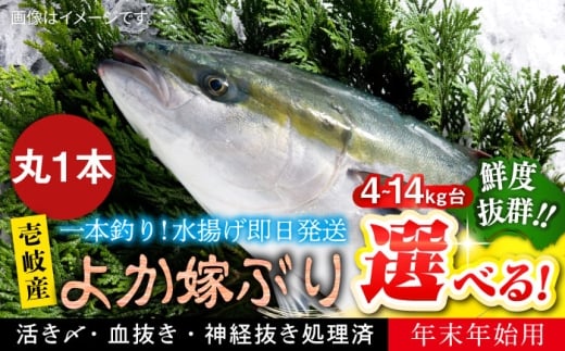 【12/20～翌1/5お届け】壱岐島産天然寒ブリ よか嫁ぶり（7キロ台・丸もの）《壱岐市》【壱岐島 玄海屋】 [JBS133]