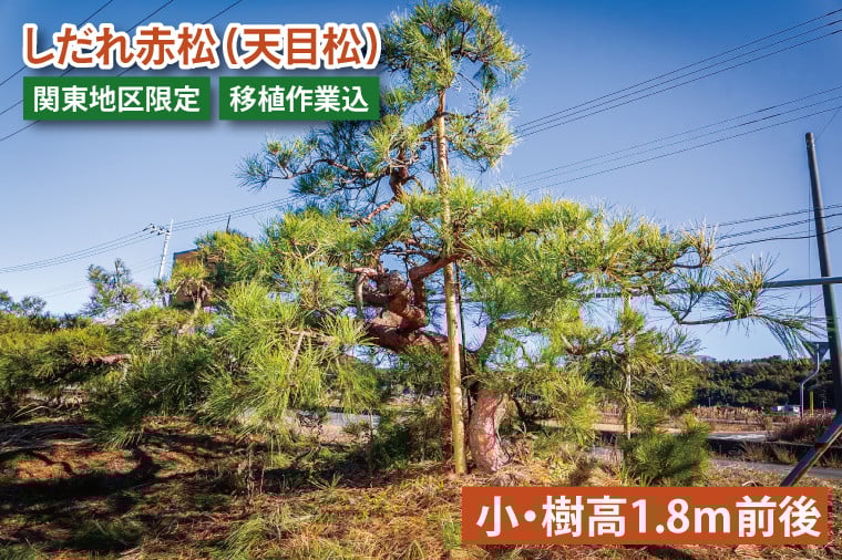 
                  【移植作業込】しだれ赤松（天目松）　（小・樹高1.8ｍ前後）（関東地区限定）事前確認可【赤松 松 しだれ 天目松 吉祥松 関東地区限定 茨城県 鹿嶋市 】（KDM-003）
                