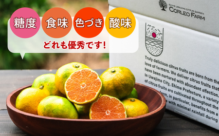 蜜柑 愛媛 極早生 みかん 日南1号 5kg S~L サイズ 混合 先行予約 コルレオファーム 極早生みかん mikan さっぱり 爽やか 甘味 酸味 果物 フルーツ 柑橘 農家直送 産地直送 数量限