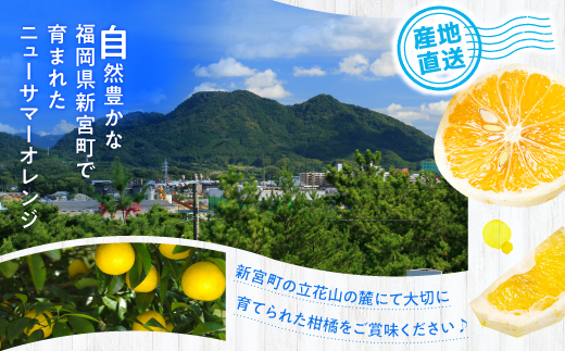ZF169.福岡柑橘王国.ニューサマーオレンジ約1.2kg／2027年4月配送