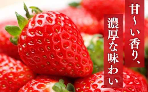 平群の古都華  約 500g （ 2パック ） サイズ おまかせ （ M ～ 2L サイズ ） |  先行予約 フルーツ 果物 くだもの ブランド いちご 苺 古都華 ことか 甘い 大人気 満足 希少 希少品種 ストロベリー 美味しい 品種 特徴 糖度 ルビー色 2月 3月 4月 発送 旬 送料無料 濃厚 香り 果汁 味わい深い お取り寄せ 産地直送 へぐり果実堂 名産地 奈良県 平群 町