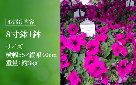 【4月末より順次発送】 サフィニア パープル 鉢花　/ 瑞浪市 中山園芸 花 お花 お祝い 鉢植え 生花 ギフト プレゼント フラワー[AZDC006]