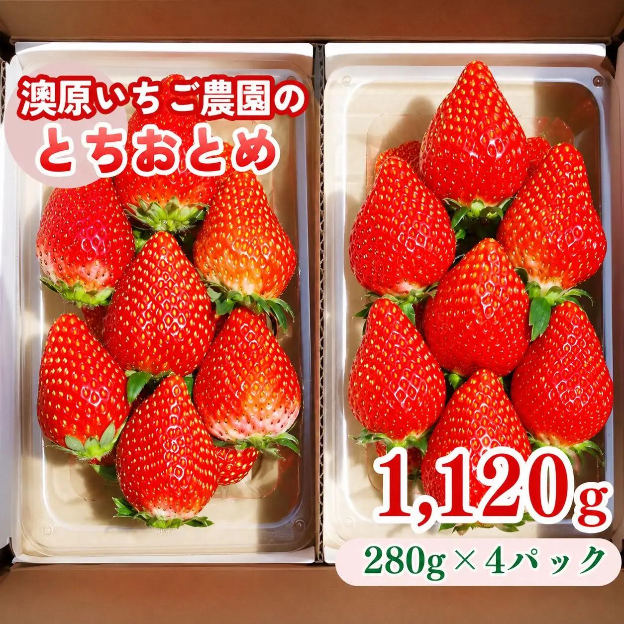 栃木のいちご！元祖 「とちおとめ」 1,120g (280g×4P)| 澳原いちご農園 栃木県 矢板市