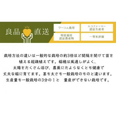 ふるさと納税 山形市 令和6年産 つや姫 5kg (精米) 特別栽培米  FY25-125 |  | 01
