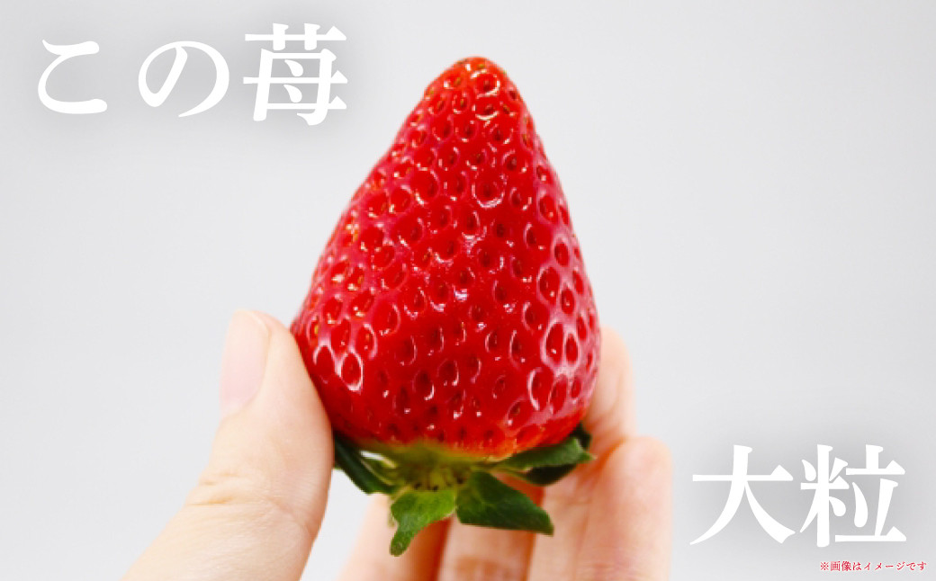 特大デラックスサイズ大粒いちご！ブランド苺「いばらキッス」を朝採れの新鮮なままお届け！