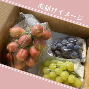 ティアーズレッド　おまかせぶどう詰め合わせ（2から3房）|ぶどう