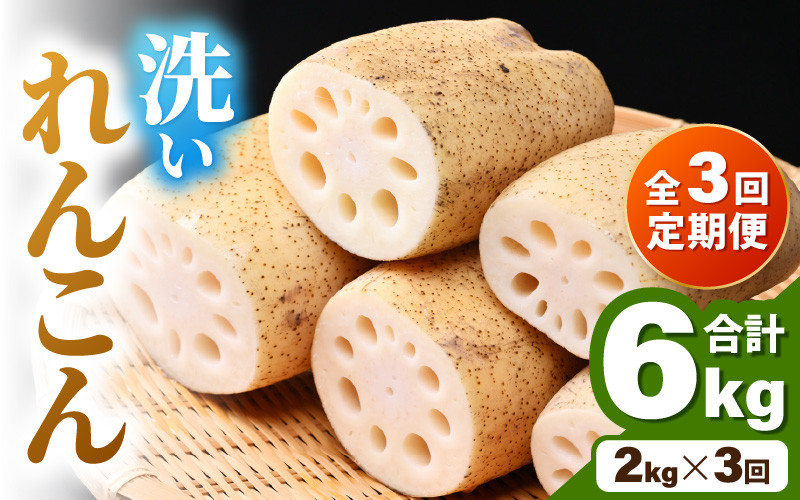 
            ＜定期便3回＞ 洗いれんこん 2kg 《発送直前に収穫してお届け！》 シャキっとした歯触り！／ 有機肥料 低農薬 蓮根 レンコン 野菜 根菜 正月 [aw056-b001]
          