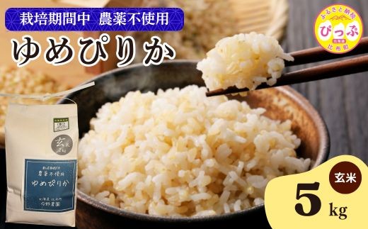 
            令和7年産 新米 ゆめぴりか 玄米 5kg【今野農園】無農薬栽培 農薬不使用 化学肥料不使用 米 お米 北海道米 特Aランク 国産 コメ 2025年産 北海道 比布町 ぴっぷ 1012-007
          