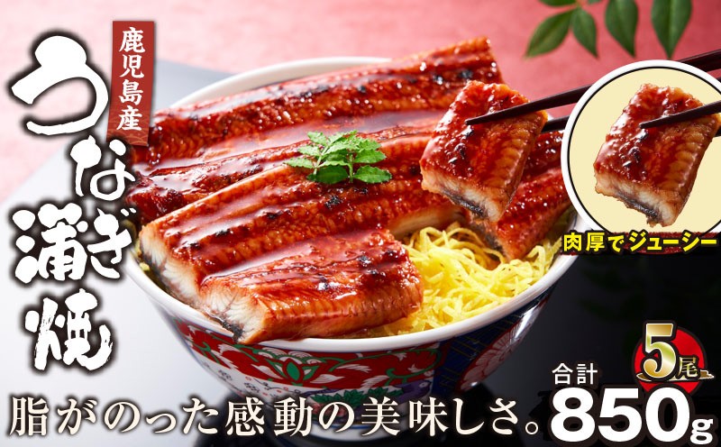 
                  【土用の丑の日特集】2445 鹿児島産うなぎ 合計850g（170g×5尾） 清らかな地下水育ち！　KN021-014-05
                