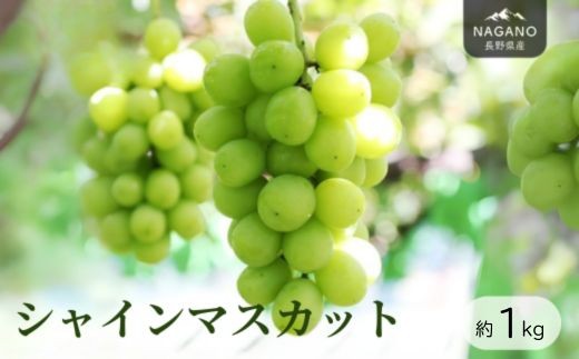 MS30 ぶどう シャインマスカット（長野県産秀品） 約1kg / 2026年9月下旬～11月上旬頃 配送予定 // 種なし 皮ごと 葡萄 ブドウ ぶどう 長野県 南信州 シャイン マスカット 大粒 甘い 葡萄 人気 新鮮