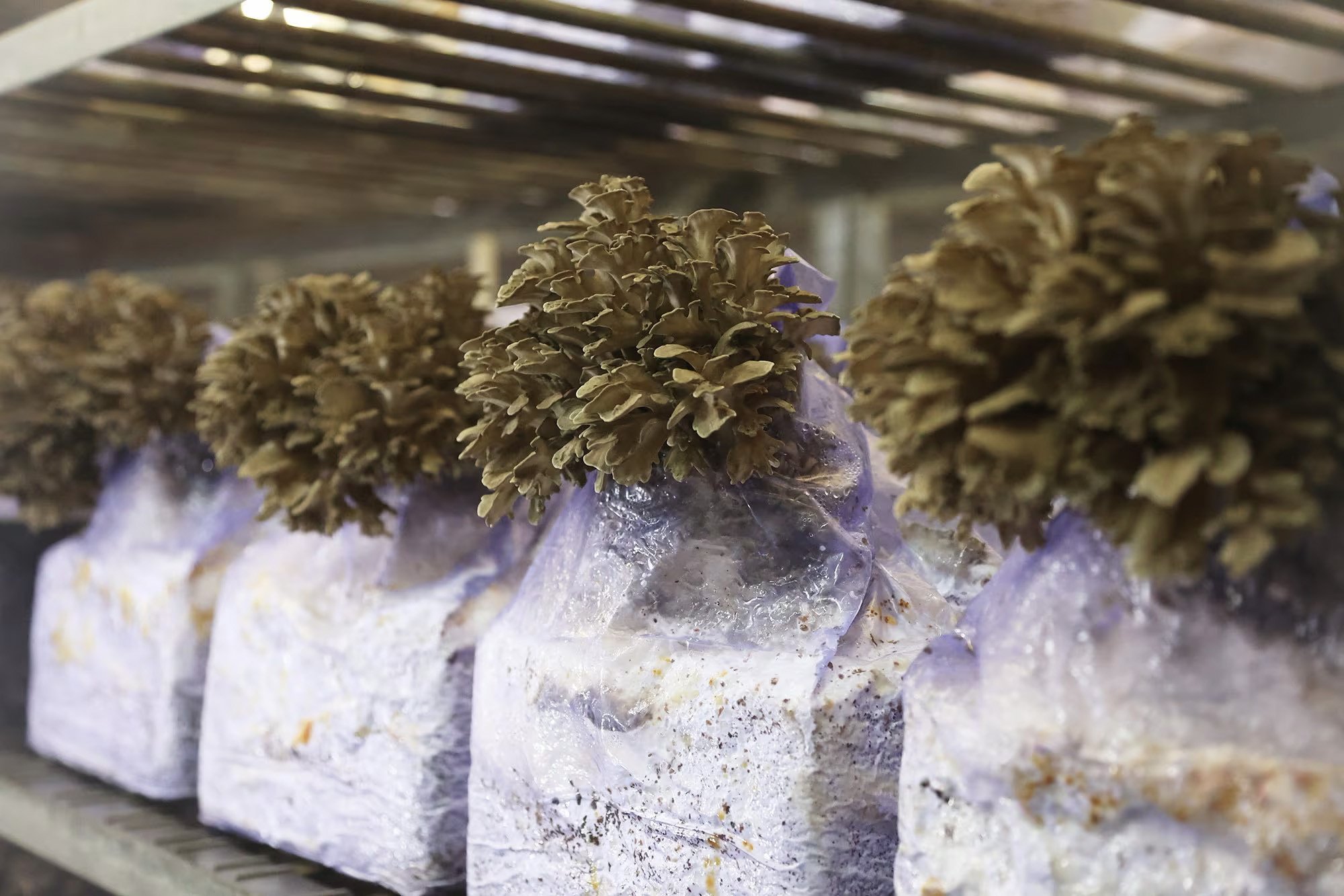 熟練した収穫スタッフが一つ一つすべて人間の手で収穫します。