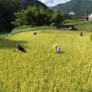 長野県富士見町落合河路塚平産 じゅんかん育ちのコシヒカリ 3kg 令和6年度産 