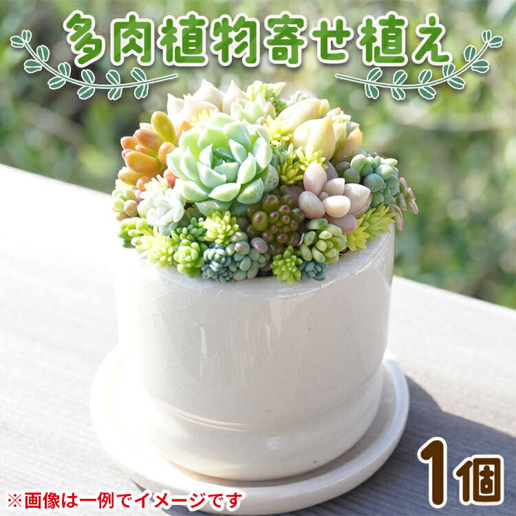 【ふるさと納税】多肉植物の寄せ植え 1個 - 鉢植え インテリア ガーデニング おしゃれ グリーン プレゼント 観葉植物 多肉 植物 寄せ植え かわいい お楽しみ 自然 PUKUTTO 高知県 香南市【常温】
