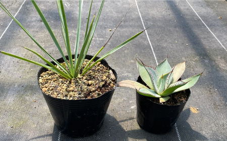 ユッカ リギダ ＆ アガベ グアダラハラナ Yucca rigida ＆ Agave guadalajarana 各1株 長与町/アグリューム[EAI205]